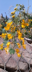 Tropaeolum seemannii