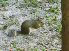 Sciurus carolinensis