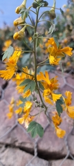 Tropaeolum seemannii