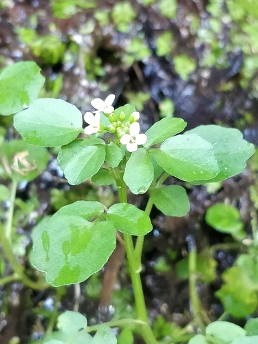 Yellowcress (Nasturtium × sterile)