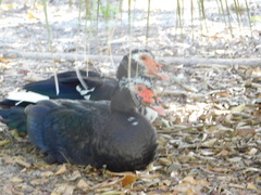 Cairina moschata domestica
