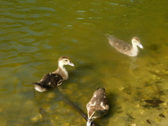 Cairina moschata domestica
