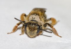 Andrena hippotes