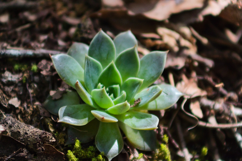 Echeveria sessiliflora