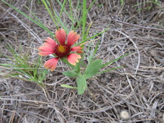 Gaillardia amblyodon