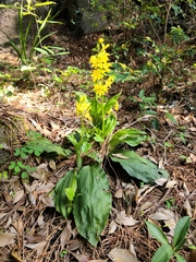 Calanthe sieboldii