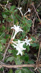 Rhododendron serrulatum
