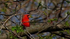 Cardinalis