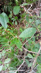 Rhododendron serrulatum