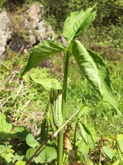 Arisaema stewardsonii