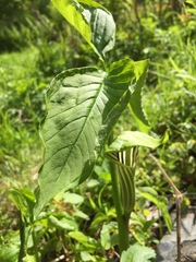 Arisaema stewardsonii