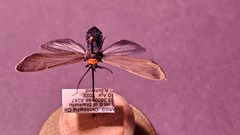 Cisseps fulvicollis