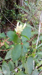 Rhododendron serrulatum