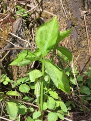 Arisaema stewardsonii