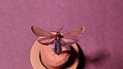 Cisseps fulvicollis