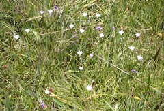 Triteleia peduncularis