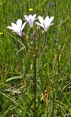 Triteleia peduncularis