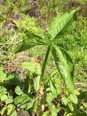 Arisaema stewardsonii