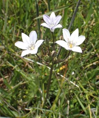 Triteleia peduncularis