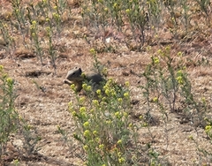 Urocitellus beldingi