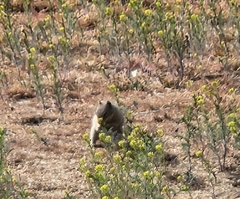 Urocitellus beldingi