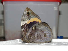 Opsiphanes invirae amplificatus