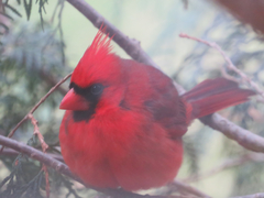 Cardinalis cardinalis