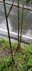 Phyllostachys makinoi