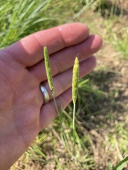 Alopecurus carolinianus