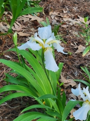 Iris tectorum