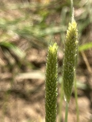 Alopecurus carolinianus