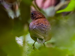 Microcerculus philomela