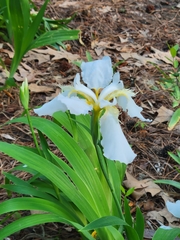 Iris tectorum