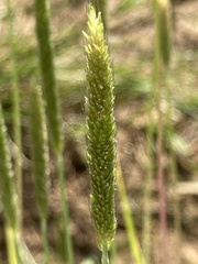 Alopecurus carolinianus