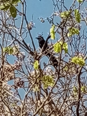 Crotophaga sulcirostris
