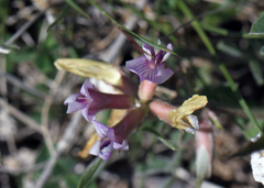 Astragalus lotiflorus