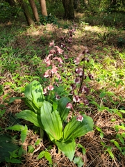 Calanthe discolor