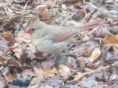 Cardinalis cardinalis