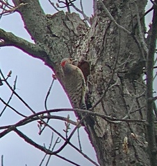 Colaptes auratus