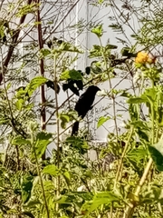 Crotophaga sulcirostris