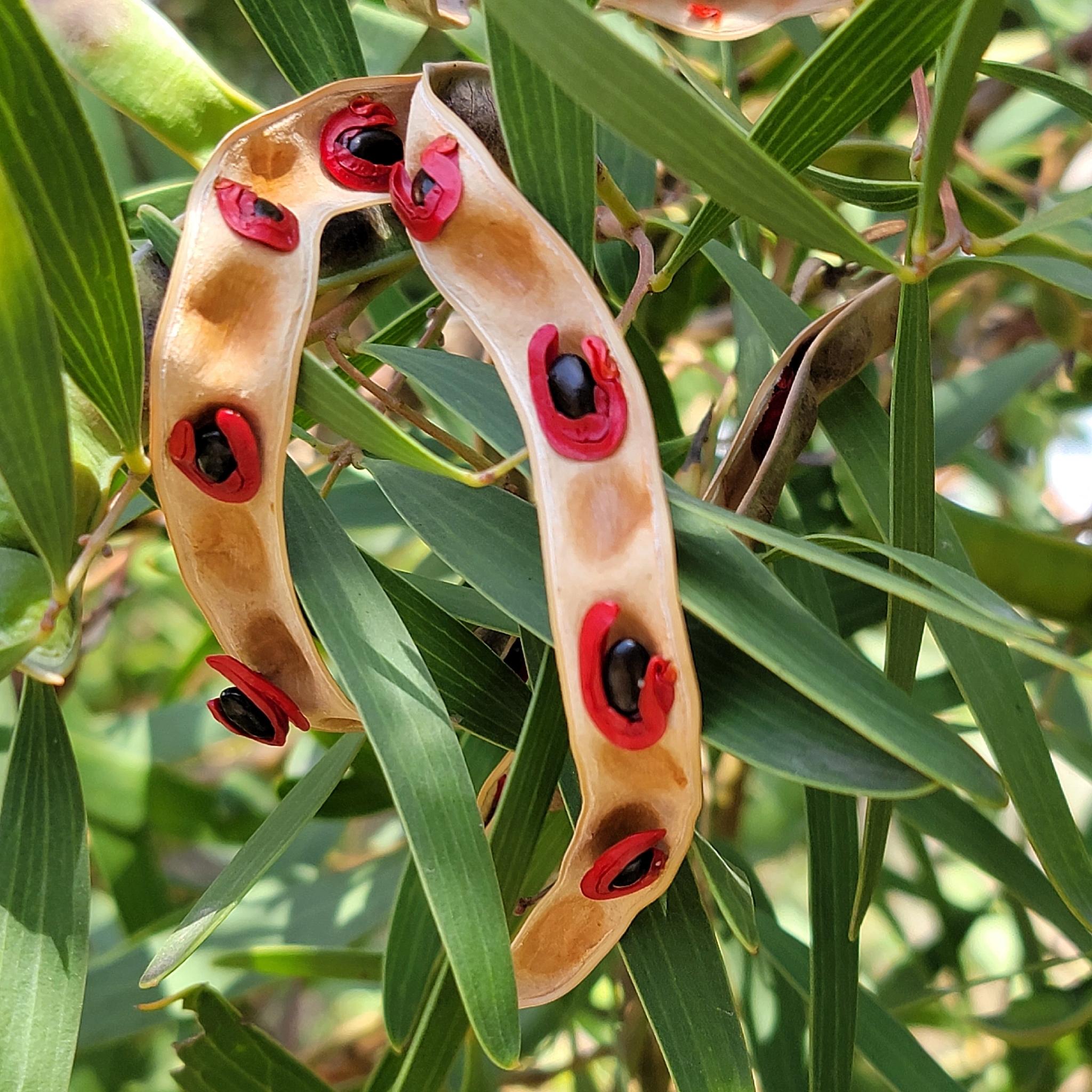 Acacia cyclops
