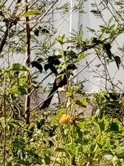 Crotophaga sulcirostris