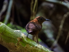 Microcerculus philomela