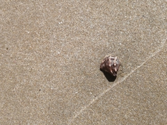 Stramonita biserialis