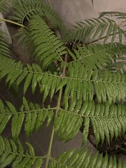 Sphaeropteris lepifera