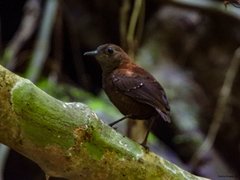 Microcerculus philomela