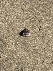 Stramonita biserialis