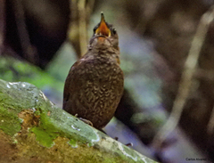 Microcerculus philomela
