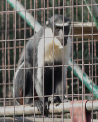 Cercopithecus diana