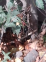 Leucauge argyra